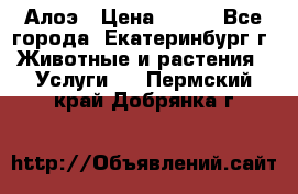 Алоэ › Цена ­ 150 - Все города, Екатеринбург г. Животные и растения » Услуги   . Пермский край,Добрянка г.